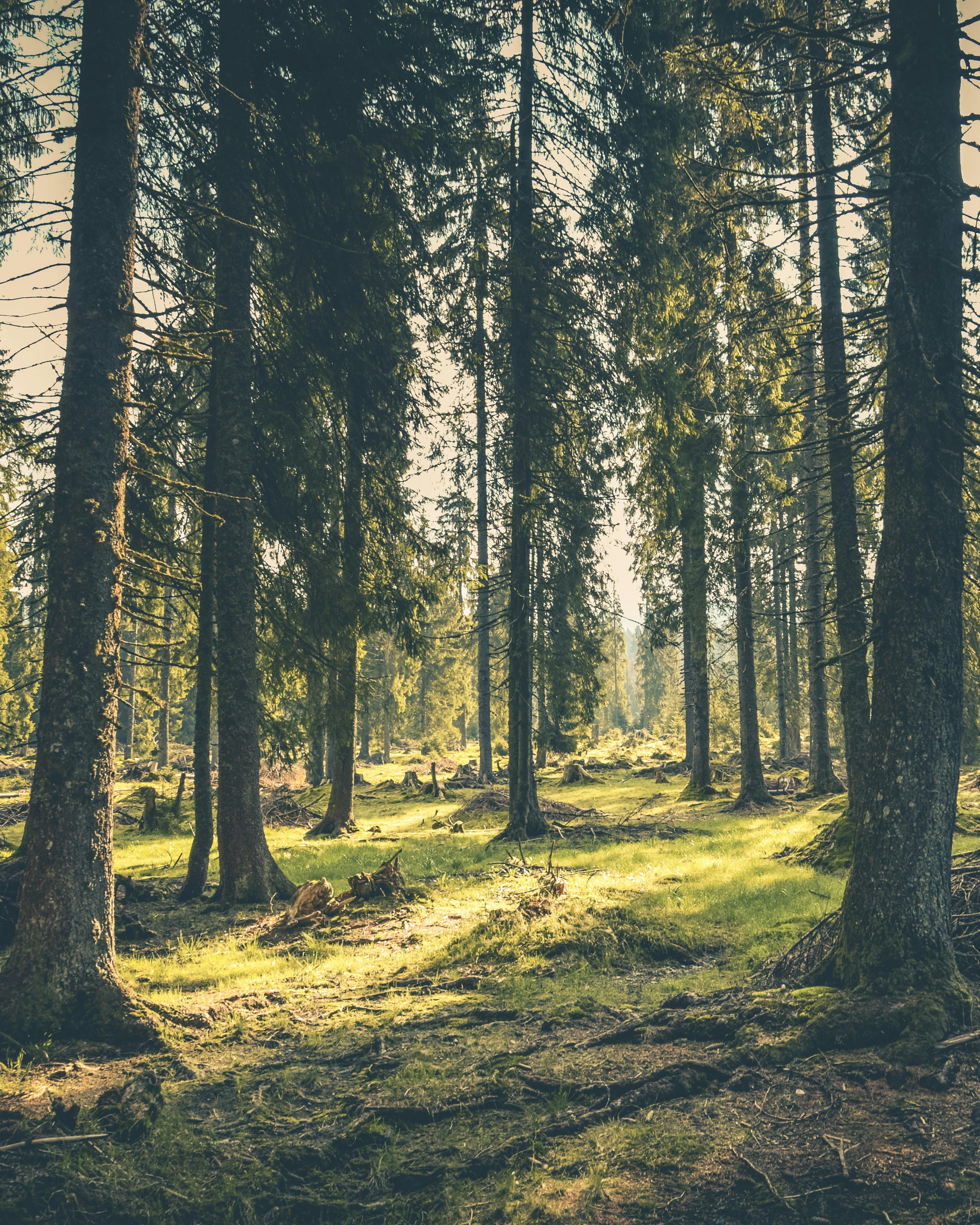 Forest scene with tall trees and dappled sunlight