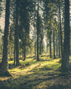 Forest scene with tall trees and dappled sunlight